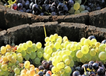 Berbu je najbolje započeti feštom1