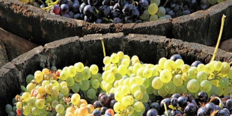 Berbu je najbolje započeti feštom1