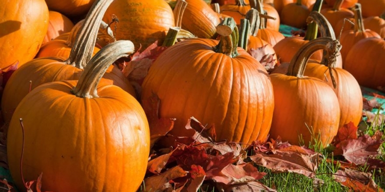 One su veselih i živih boja, interesantnih oblika ,osvježenje u tmurnim jesenskim danima i kraljice zdrave prehrane1