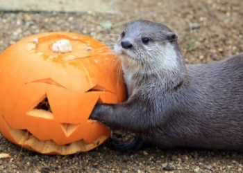 Okus slasne bundeve u divljem srcu Zagreba1