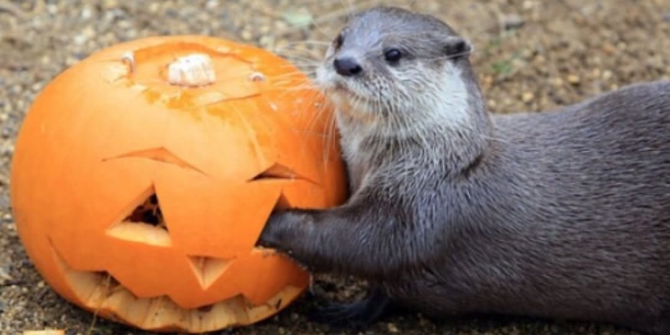 Okus slasne bundeve u divljem srcu Zagreba1