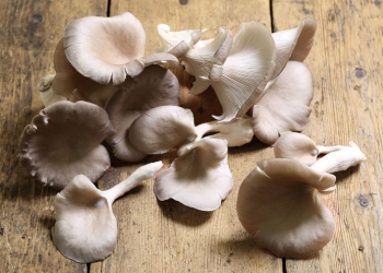 Šumska jesenska delicija1