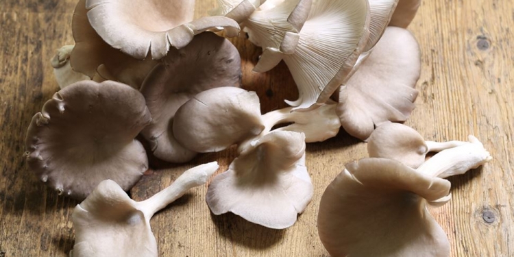 Šumska jesenska delicija1