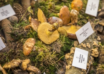 Gljive u Parku prirode Lonjsko polje1