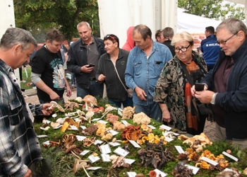 200tinjak berača uputilo na branje gljiva1