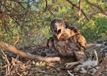 Mladi orao zmijar Đuro