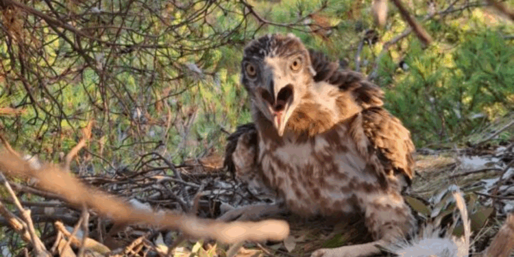 Mladi orao zmijar Đuro