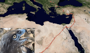 Let mladog orla Đure